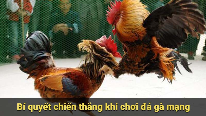 Bí quyết chiến thắng khi chơi đá gà mạng