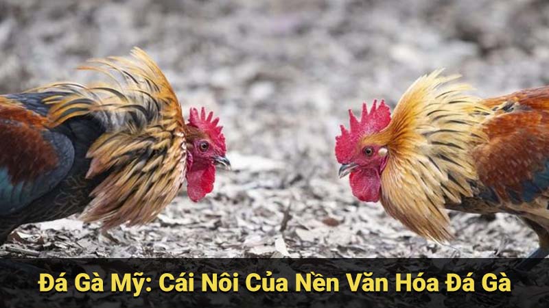 Đá Gà Mỹ: Cái Nôi Của Nền Văn Hóa Đá Gà