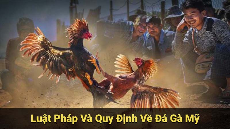 Luật Pháp Và Quy Định Về Đá Gà Mỹ