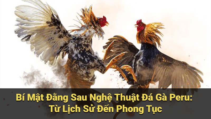 Bí Mật Đằng Sau Nghệ Thuật Đá Gà Peru: Từ Lịch Sử Đến Phong Tục