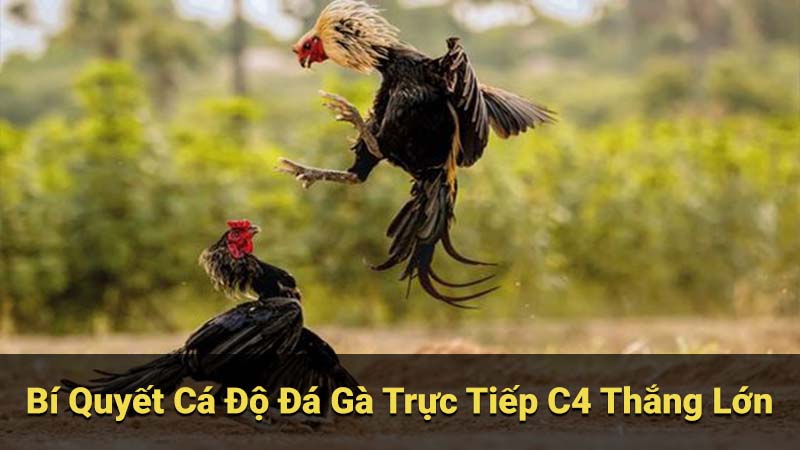 Bí Quyết Cá Độ Đá Gà Trực Tiếp C4 Thắng Lớn