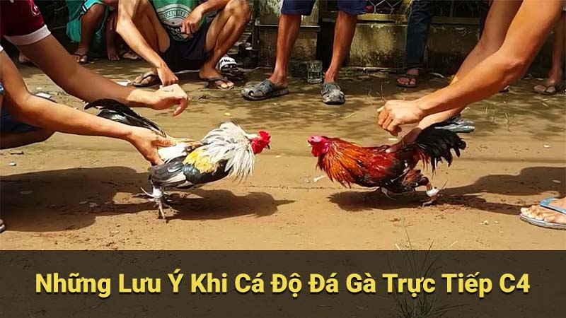 Những Lưu Ý Khi Cá Độ Đá Gà Trực Tiếp C4