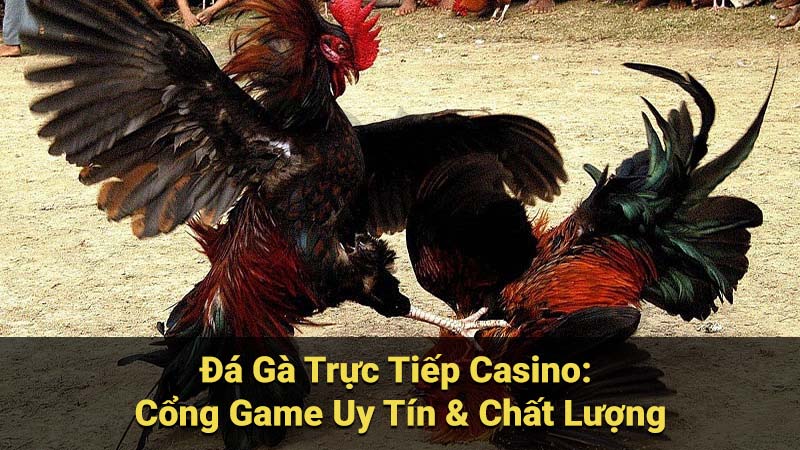 Đá Gà Trực Tiếp Casino: Cổng Game Uy Tín & Chất Lượng