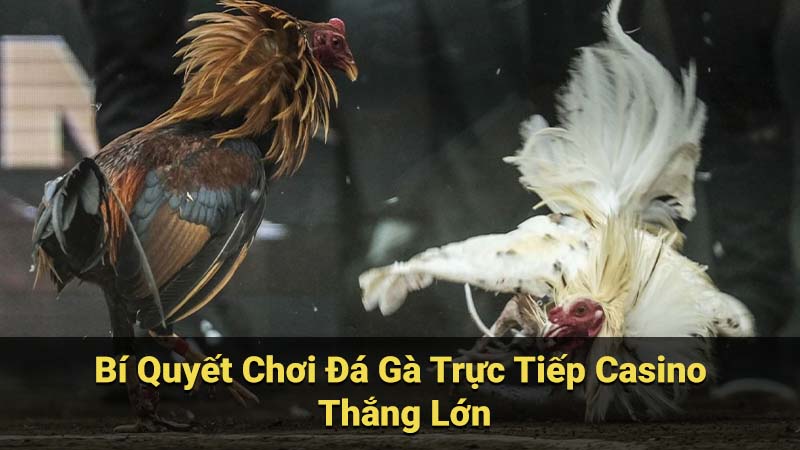 da ga truc tiep casino 2