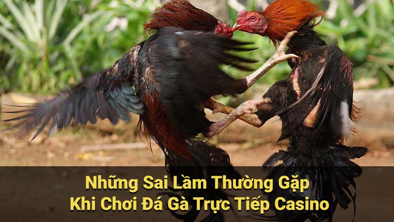 Những Sai Lầm Thường Gặp Khi Chơi Đá Gà Trực Tiếp Casino